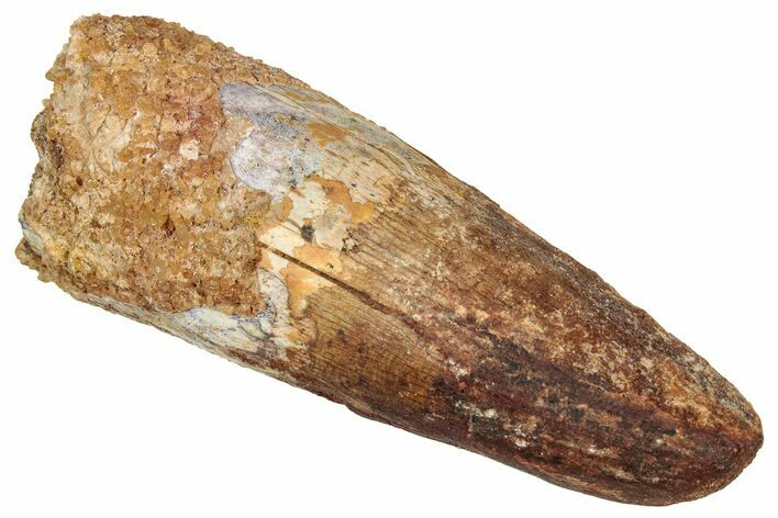 Fossil Spinosaurus Tooth - Robust Tooth #333626